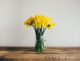 Qualifications. daffodils (old) (old)